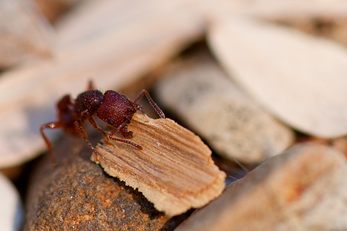 Ant carrying wood chip Ant carrying wood chip