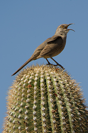 Curve-billed Thrasher Curve-billed Thrasher