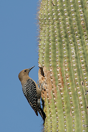 Gila Woodpecker Gila Woodpecker