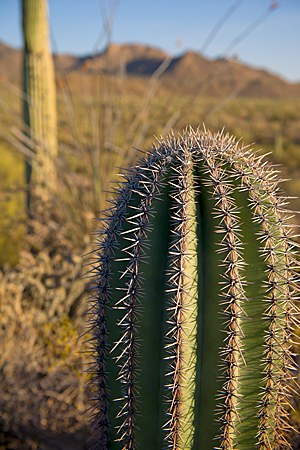 Saguaro Close-up Saguaro Close-up