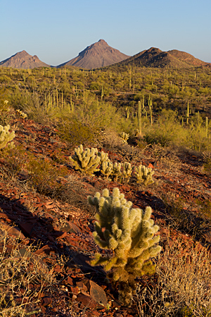 Saguaro National Park Saguaro National Park