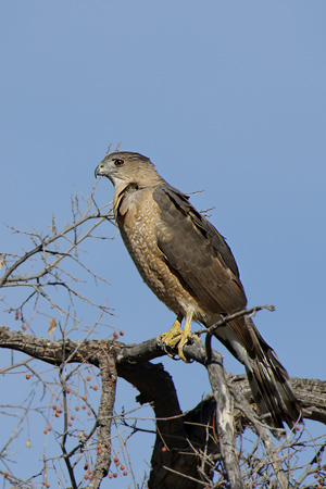 Cooper's Hawk