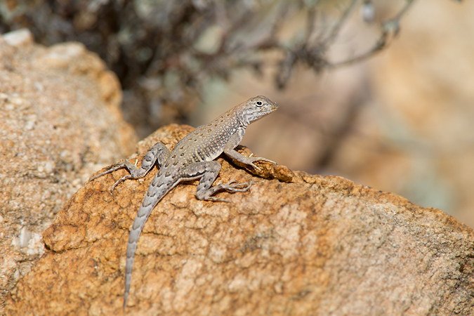 Greater Earless Lizard
