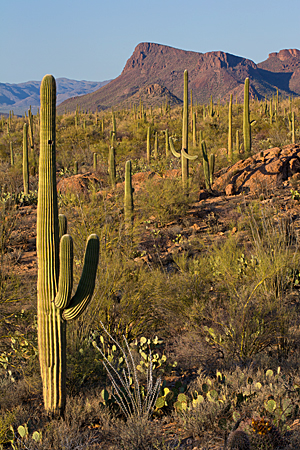 Saguaro National Park Saguaro National Park
