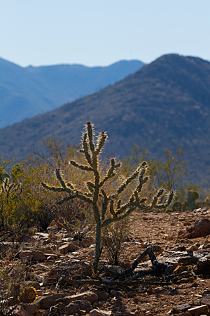 Cactus and Tucson Mountains