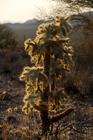 Cholla Cactus