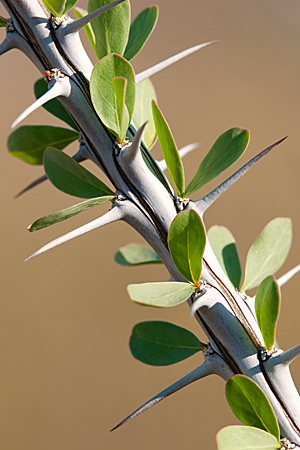 Ocotillo Ocotillo