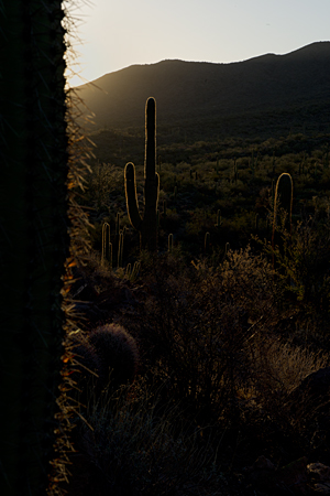 Backlit Saguaros