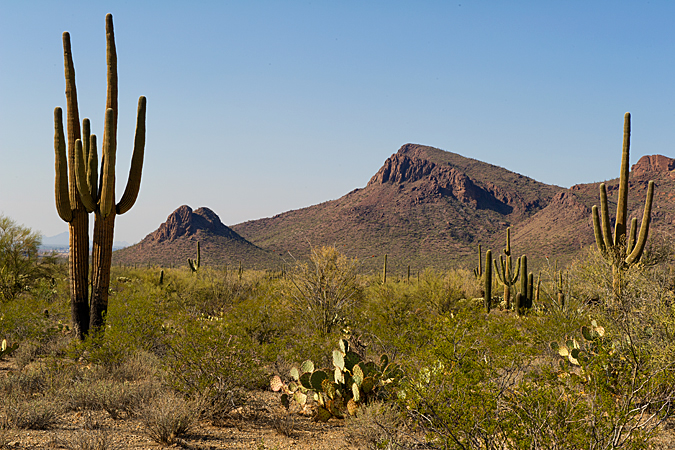 Saguaro National Park Landscape Saguaro National Park Landscape