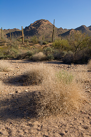 Saguaro National Park Saguaro National Park