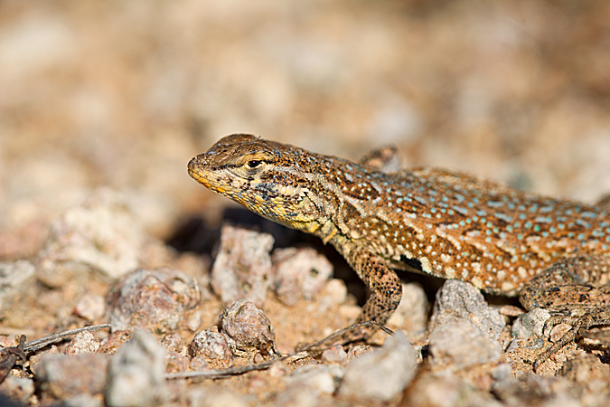 Common Side-blotched Lizard