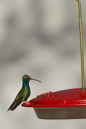 Broad-billed Hummingbird