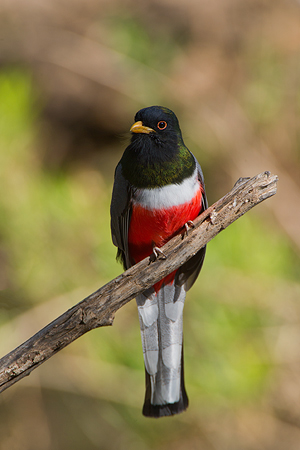 Elegant Trogon