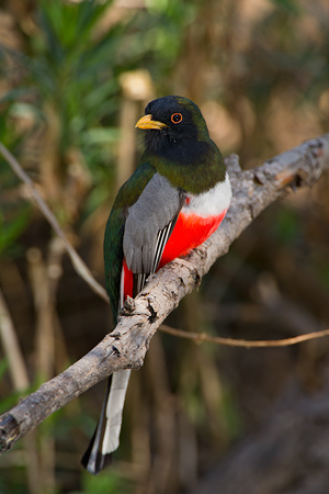 Elegant Trogon