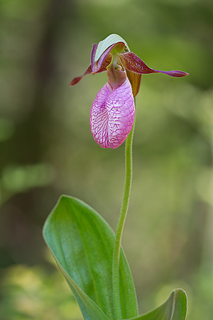 Lady's Slipper