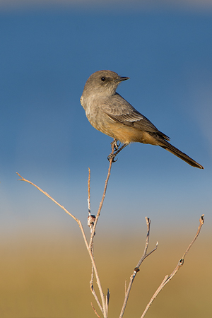 Say's Phoebe