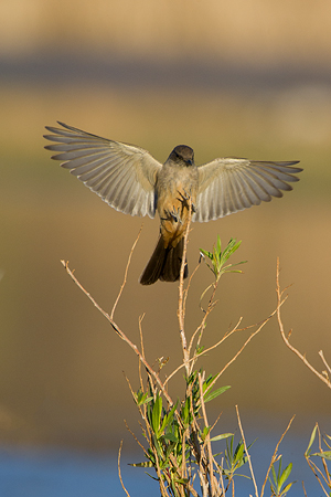 Say's Phoebe