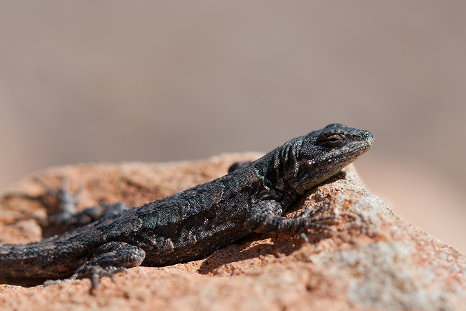 Tree Lizard