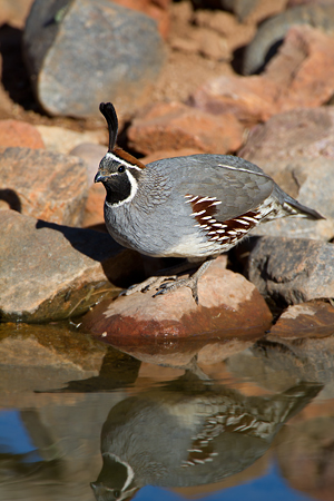 Gambel's Quail