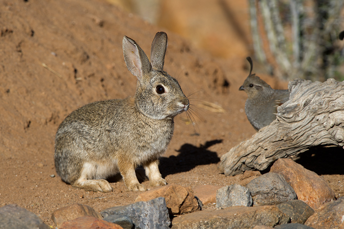 Desert Cottontail