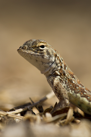 Elegant Earless Lizard