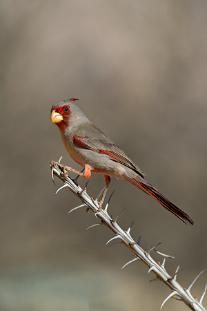 Pyrrhuloxia