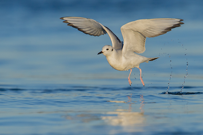 Bonaparte's Gull