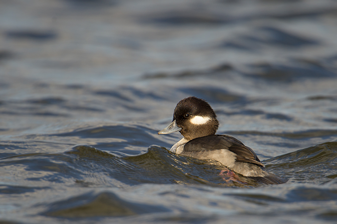 Bufflehead