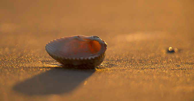 Cockle
