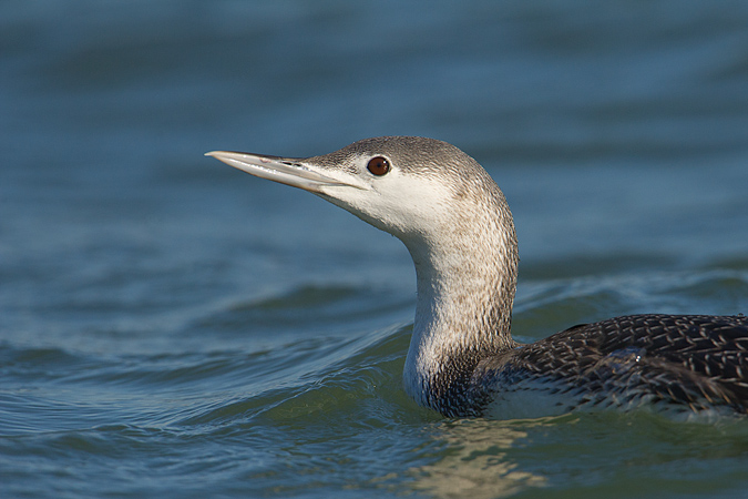 Common Loon