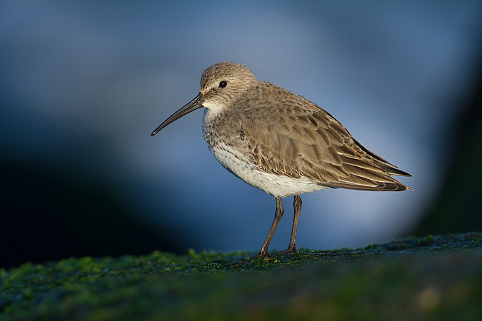 Dunlin