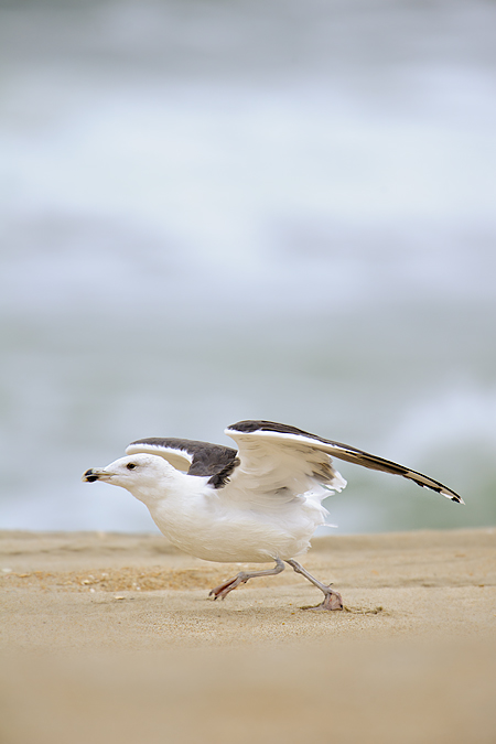 Great Black-backed Gull