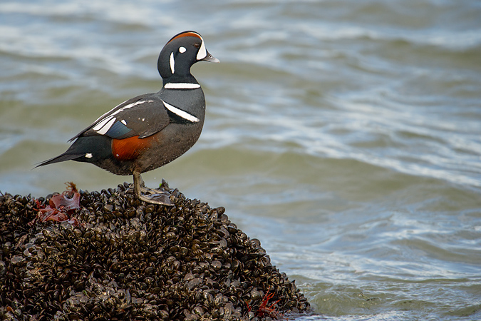 Harlequin Duck
