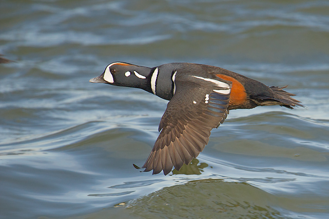 Harlequin Duck in Flight