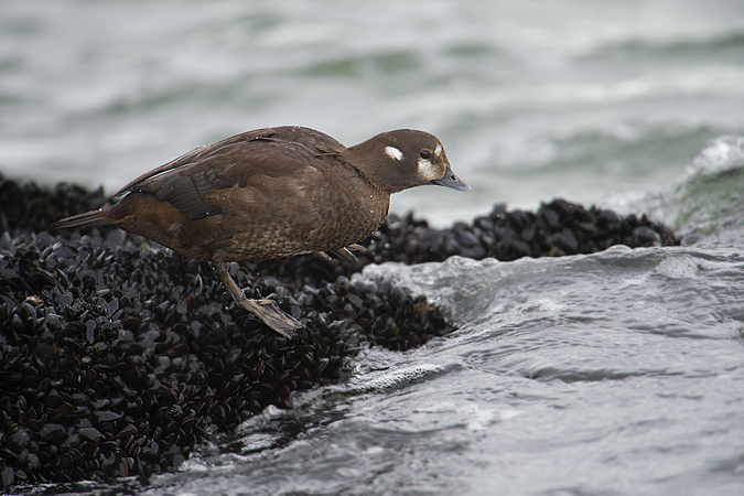 Harlequin Duck
