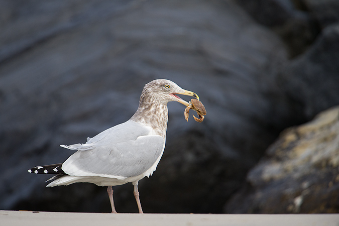 Herring Gull