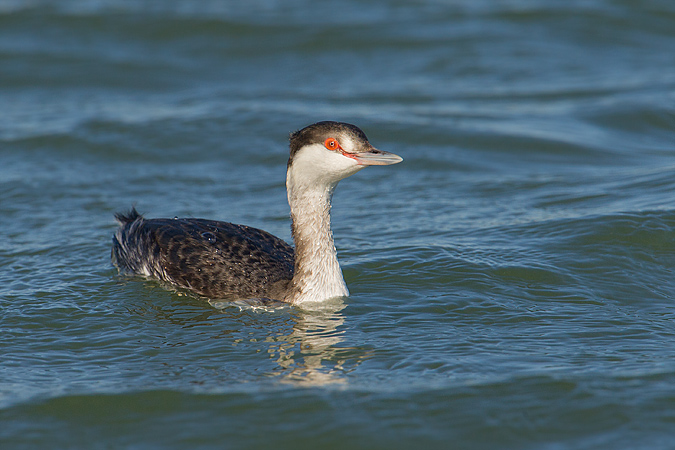 Horned Grebe