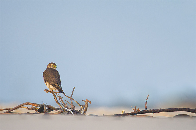 Merlin