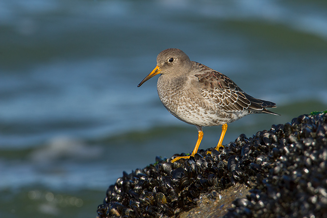 Purple Sandpiper