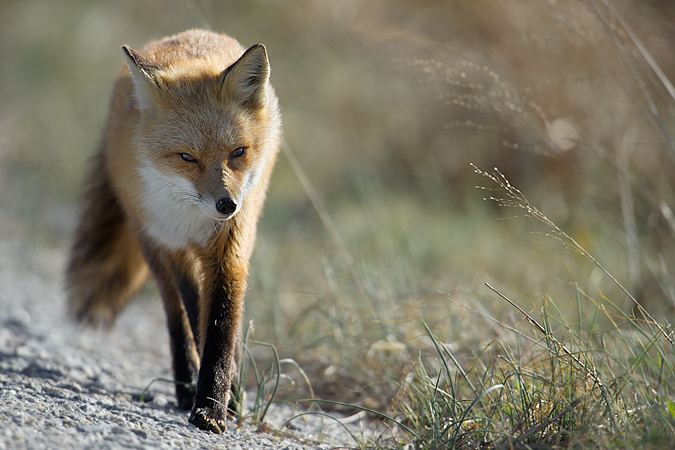 Red Fox