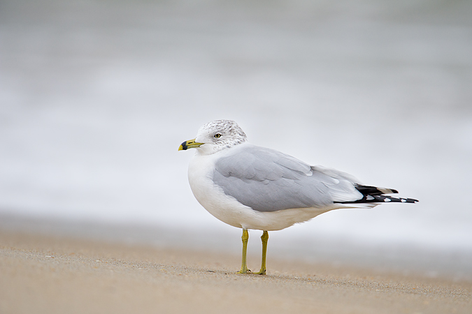 Ring-billed Gull