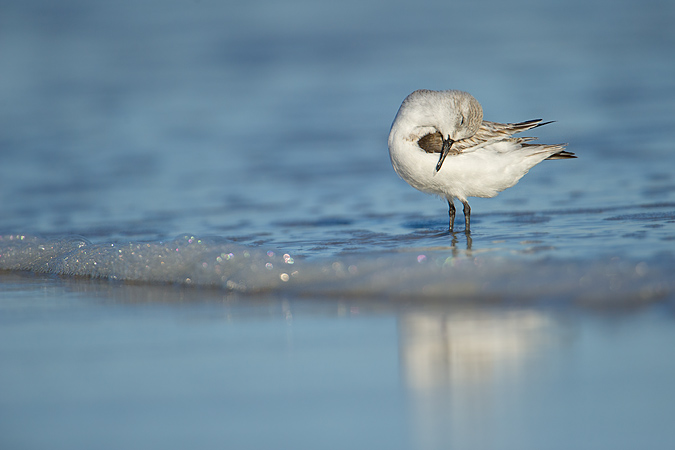 Sanderling