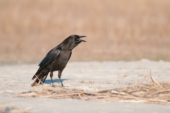American Crow American Crow