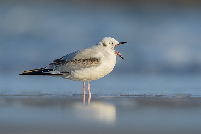 Bonaparte's Gull