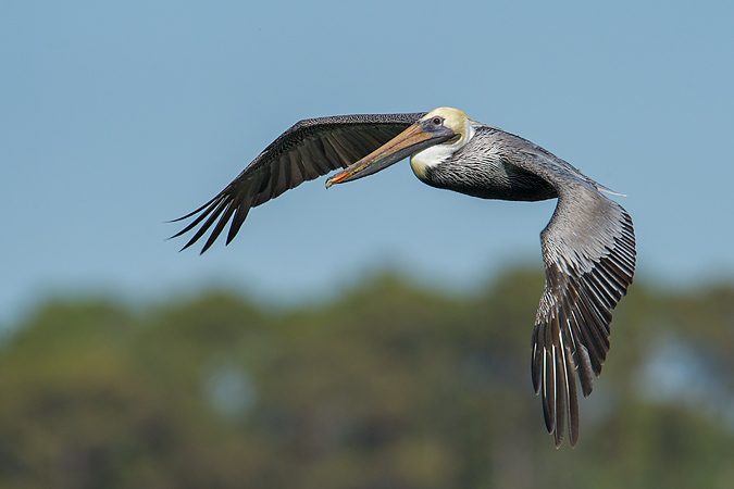 Brown Pelican