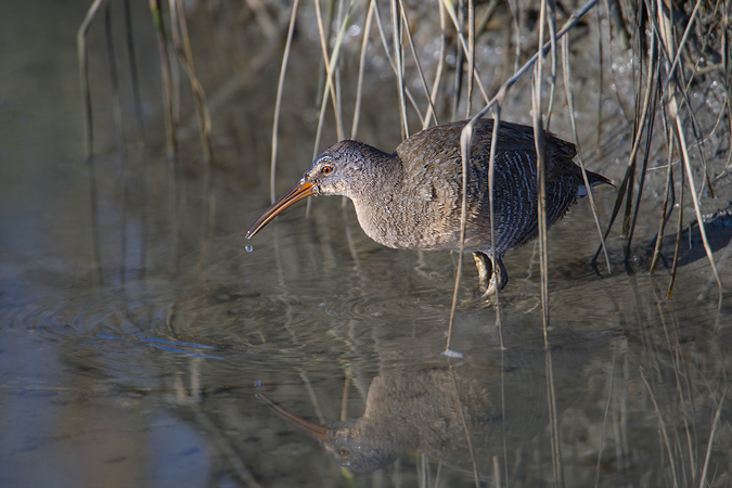Clapper Rail