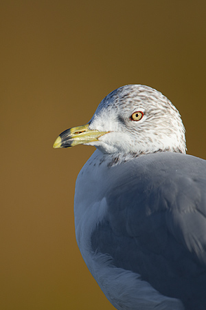 Herring Gull