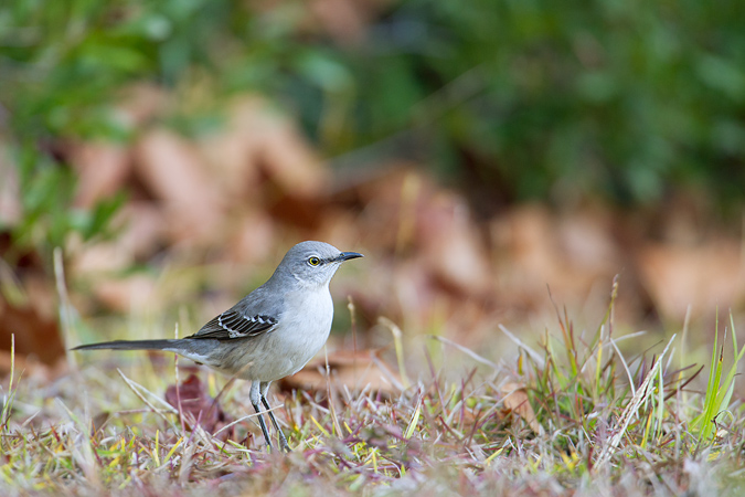 Northern Mockingbird