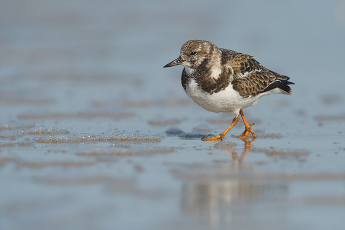 Ruddy Turnstone