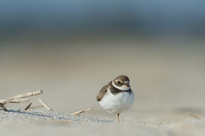 Semi-palmated Plover